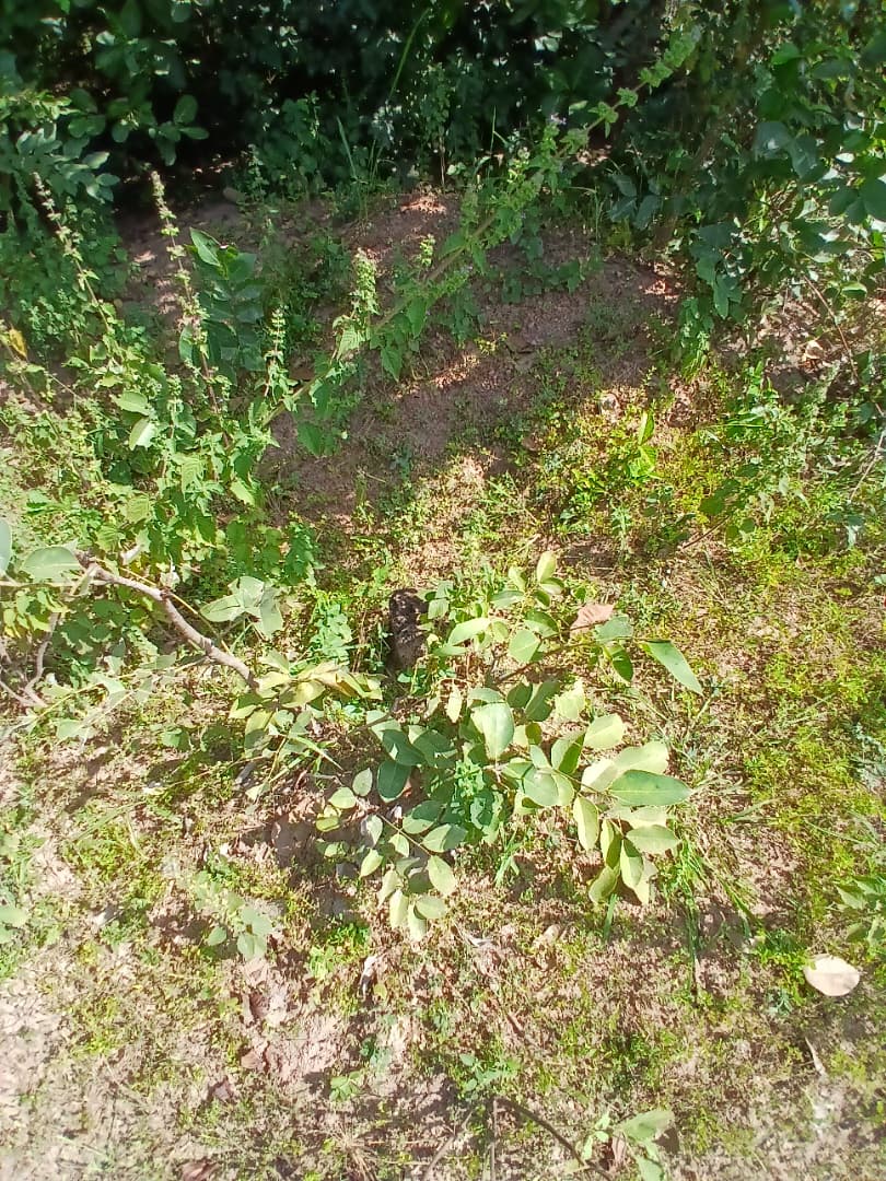 1 terrain de 600m² sur carrefour en vente au nouveau quartier